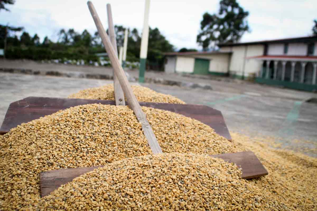 Dried Coffee Beans